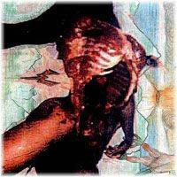 Woodland's Edge : Liquified in the Molten Bowels of Earth